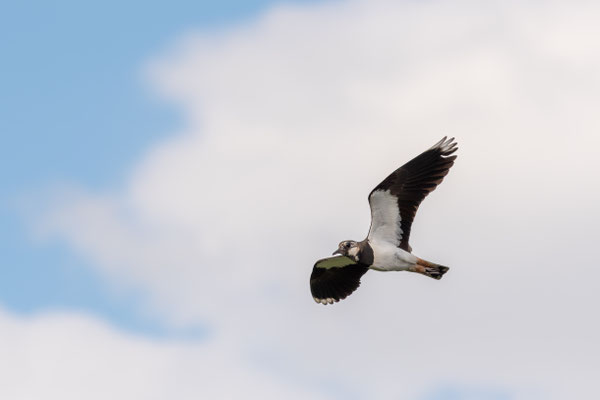 lapwing - Vanellus vanellus (Linnaeus, 1758) [360 mm / f8 / ISO 400 / 1/1000 sec.]
