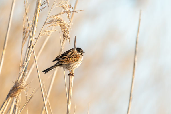 reed sparrow - Emberiza schoeniclus (Linnaeus, 1758) [500 mm / f5.6 / ISO 640 / 1/800 sec.] 