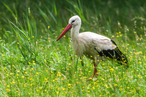 white stork - Ciconia ciconia (Linnaeus, 1758) [440 mm / f6.3 / ISO 450 / 1/1250 sec.]