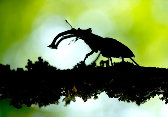 stag beetle silhouette- Lucanus cervus (Linnaeus, 1758) [100 mm / f4 / ISO 100 / 1/200 sec.]