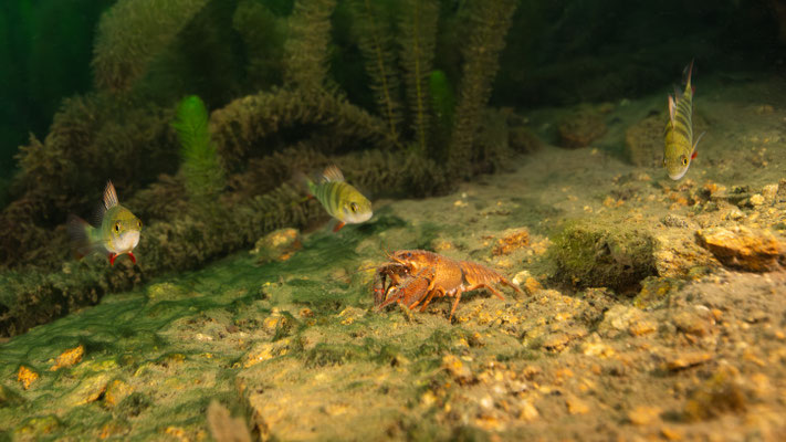 european crayfish - Astacus astacus (Linnaeus, 1758) [30 mm / f5.6 / ISO 2000 / 1/320 sec.]