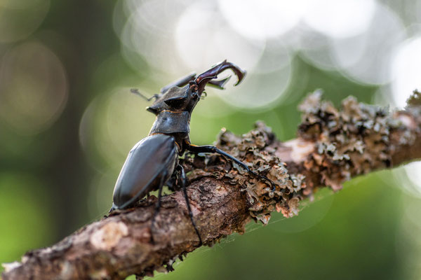 stag beetle - Lucanus cervus (Linnaeus, 1758) [100 mm / f4 / ISO 500 / 1/250 sec.]