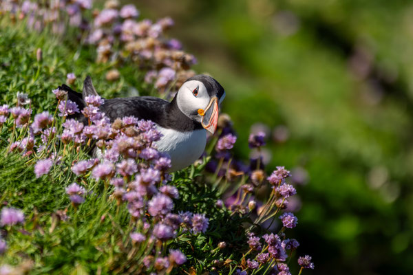 puffin - Fratercula arctica (Linnaeus, 1758) [480 mm / f5.6 / ISO 800 / 1/4000 sec.]