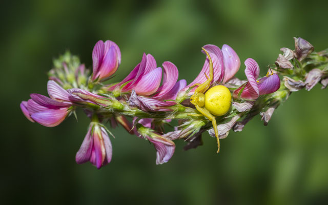 flower crab spider - Misumena vatia (Clerck, 1757) [100 mm / f11 / ISO 400 / 1/1000 sec.]