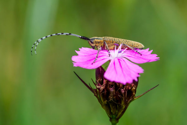 goldeb-bloomed grey longhorn - Agapanthia villosoviridescens (De Geer, 1775) [100 mm / f10 / ISO 252 / 1/1250 sec.]