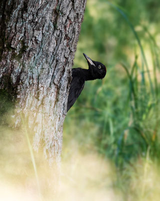 black woodpecker - Dryocopus martius (Linnaeus, 1758) [600 mm / f7.1 / ISO 1000 / 1/160 sec.]