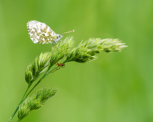 orange-tip with stalker - Anthocharis cardamines (Linnaeus, 1758) [400 mm / f5.6 / ISO 500 / 1/320 sec.]