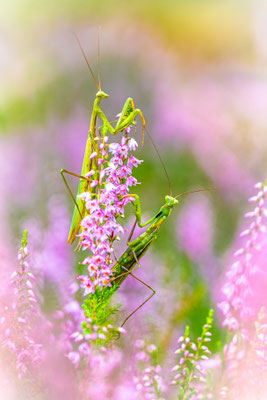 praying mantis - Mantis religiosa (Linnaeus, 1758) [100 mm / f3.7 / ISO 1000 / 1/200 sec.]