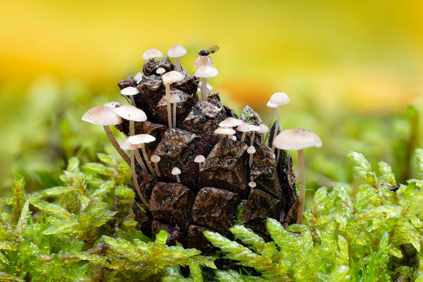 Microkosmos [100 mm / f11 / ISO 64 / 1/4 sec. / stack of 46 pictures]