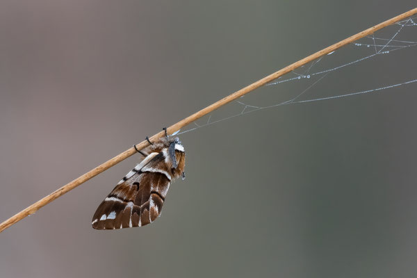 Kentish glory - Endromis versicolora (Linnaeus, 1758) [480 mm / f7.1 / ISO 1600 / 1/1250 sec.]