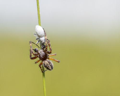 oak spider - Aculepeira ceropegia (Walckenaer, 1802) [100 mm / f11 / ISO 635 / 1/1000 sec.]