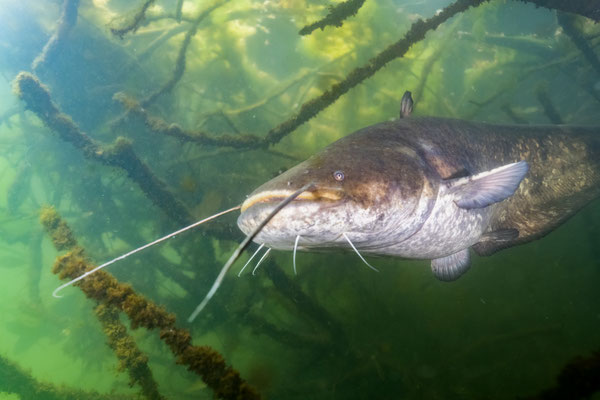 wels catfish - Silurus glanis Linnaeus, 1758 [30 mm / f4 / ISO 1000 / 1/125 sec.]