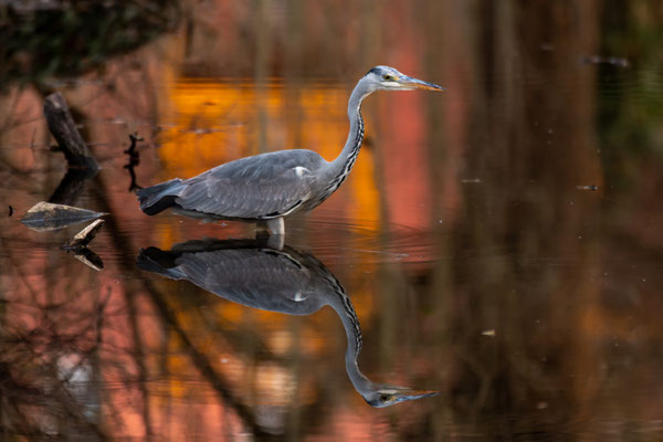 Graureiher - Ardea cinerea Linnaeus, 1758 [450 mm / f5.6 / ISO 800 / 1/13 Sek.]