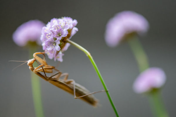 praying mantis - Mantis religiosa (Linnaeus, 1758) [105 mm / f 2.8 / ISO 2500 / 1/1600 sec.]