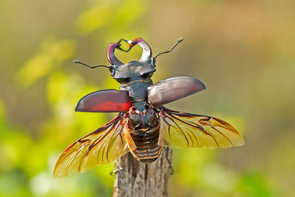 stag beetle take off - Lucanus cervus (Linnaeus, 1758) [100 mm / f3.2 / ISO 500 / 1/800 sec.]