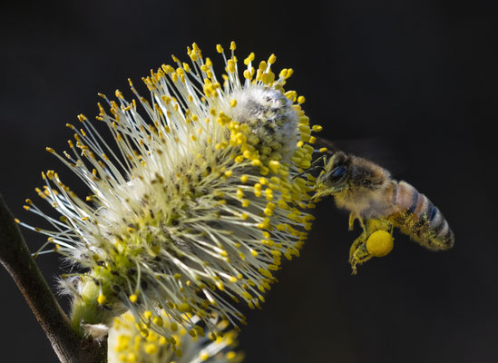 honey bee - Apis melifera Linnaeus, 1758 [105 mm / f8 / ISO 500 / 1/1000 sec.] 