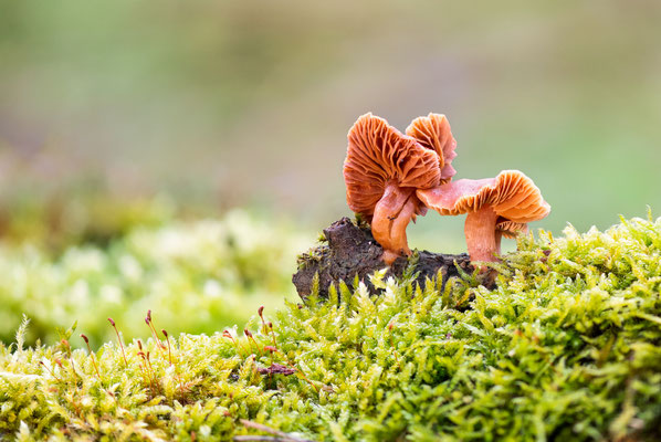 waxy laccaria - Laccaria laccata (Scop.) Cooke [105 mm / f3 /ISO 500 / 1/50 sek. / stack of 65 pictures]
