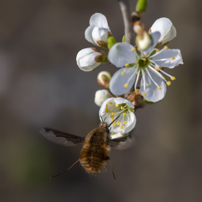 large bee-fly - Bombylius major Latreille, 1802 [105 mm / f8 / ISO 640 / 1/1250 sec.]