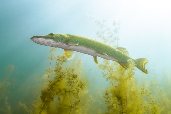pike - Esox lucius Linnaeus, 1758 [30 mm / f4 / ISO 100 / 1/200 sec.]