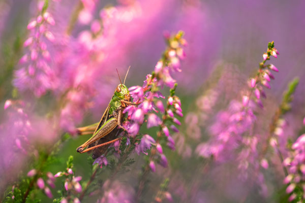 stripe winged grashopper - Stenobothrus lineatus (Panzer, 1796) [100 mm / f4 / ISO 200 / 1/250 sec.]
