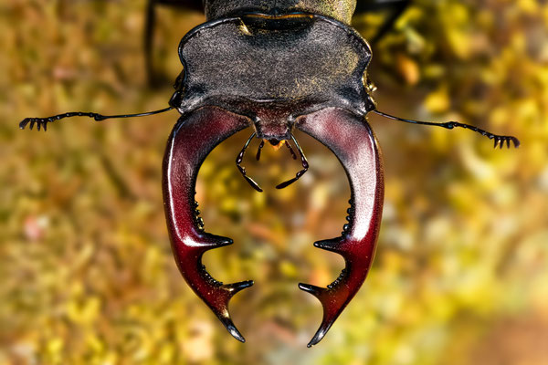 stag beetle head - Lucanus cervus (Linnaeus, 1758) [100 mm / f 8 / ISO 1250 / 1/125 sec.]