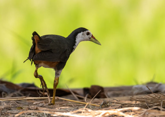 Weißbrust-Kielralle - Amaurornis phoenicurus Pennant, 1769 [550 mm / f6.3 / ISO 566 / 1/1250 Sek.]