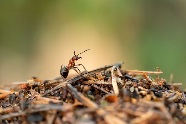 red wood ant - Formica rufa Linnaeus, 1761 [105 mm / f9 / ISO 2000 / 1/200 sec.]