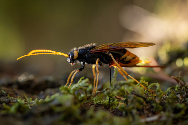 pine wood wasp - Urocerus gigas (Linnaeus, 1758) [100 mm / f11 / ISO 180 / 1/80 sec.]