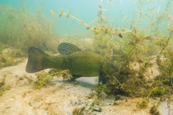 tench - Tinca tinca (Linnaeus, 1758) [30 mm / f 4 / ISO 64 / 1/60 sec.]