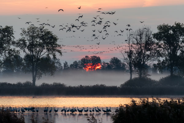 Land of cranes [230 mm / f5.3 / ISO 180 / 1/125 sec.]