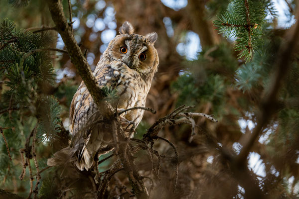 long eared owl - Asio otus (Linnaeus, 1758) [390 mm / f8 / ISO 640 / 1/80 sec.]