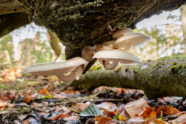 porcelain mushroom - Mucidula mucida (Schrad.) Pat. [30 mm / f11 / ISO 64 / 1 sec. / HDR + stack of 3x11 pictures]