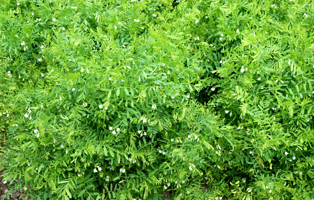 lentille verte en fleurs