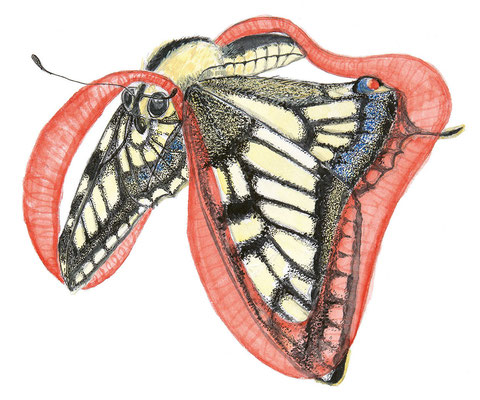 Der Grund, warum Schmetterlinge fliegen können: über ihren Flügeln bildet sich ein Luftwirbel, der den Schmetterling nach oben zieht. 