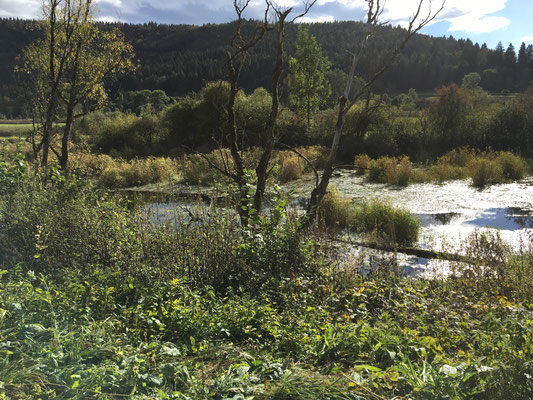 Wulfbach nach Mühlheim/Donau