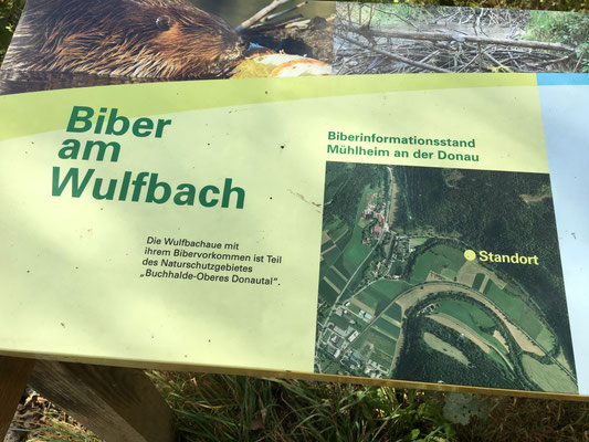 Eine Überbevölkerung ist nicht möglich. Der Biber verteidigt sein Revier gegen Artgenossen über den Verbiss. Es kommt oft zu grausamen Kämpfen, die dann zum Tode führen können. Im ersten Halbjahr 2016 gab es extrem viele Tote auch durch den Straßenverkehr