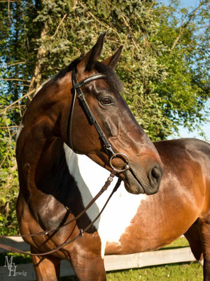 Trakehner-Schecke