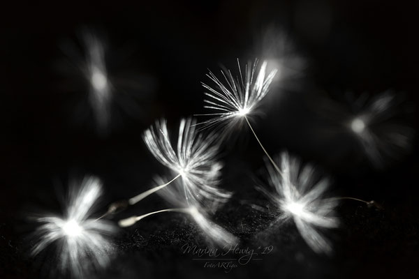Windflieger