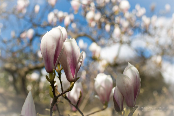 Magnolie