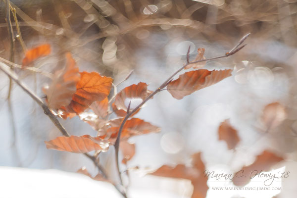 Herbstlaub (Squeezer)
