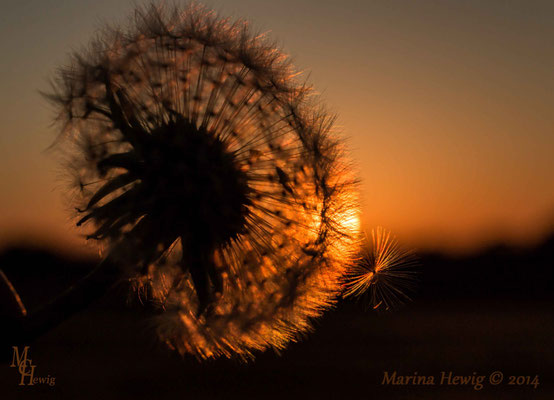 Pusteblume