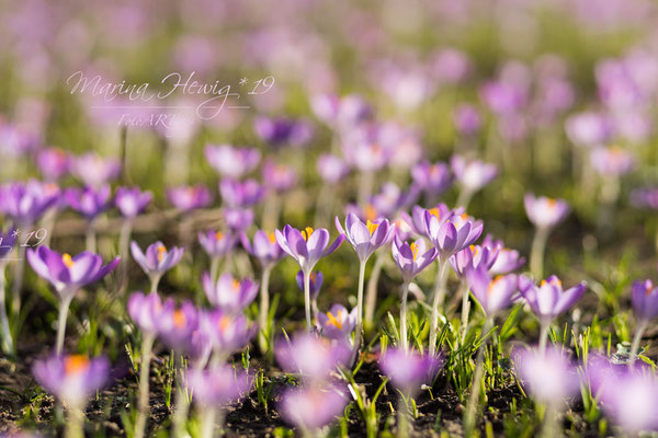 Krokusse 17.02.19
