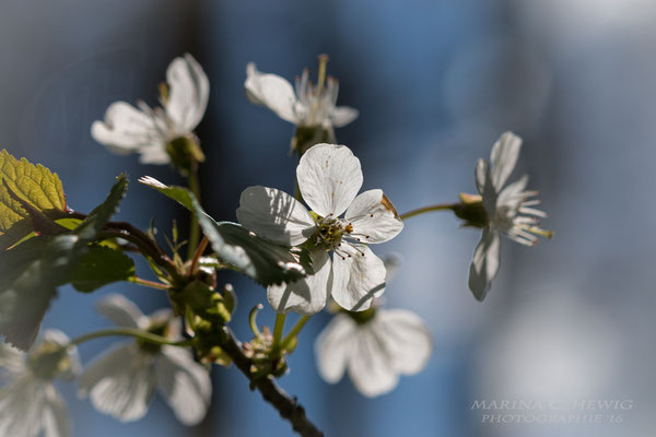 Apfelblüte