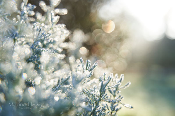 Der erste Frost 20