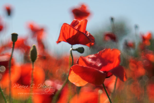 Mohn (Squeezer)