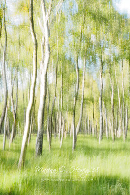 Birkenwald (ICM)