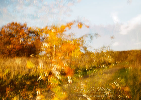 Herbstwald (ICM+2)