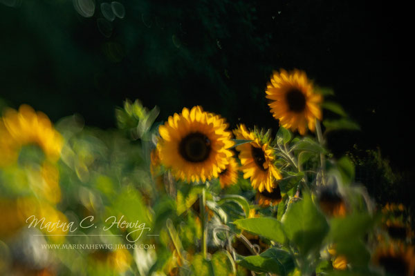 Sonnenblumen (Squeezer)
