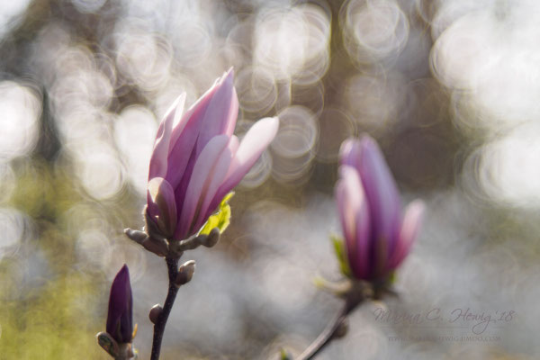 Magnolia (Squeezer)
