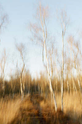 Birken (ICM)